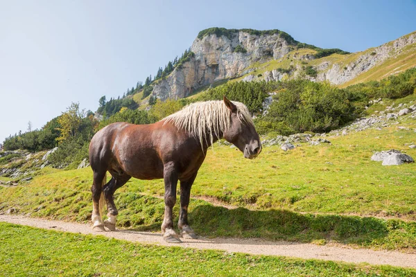 Brown Horse Light Mane Sunbathes Hiking Trail Alps — Stock Photo, Image