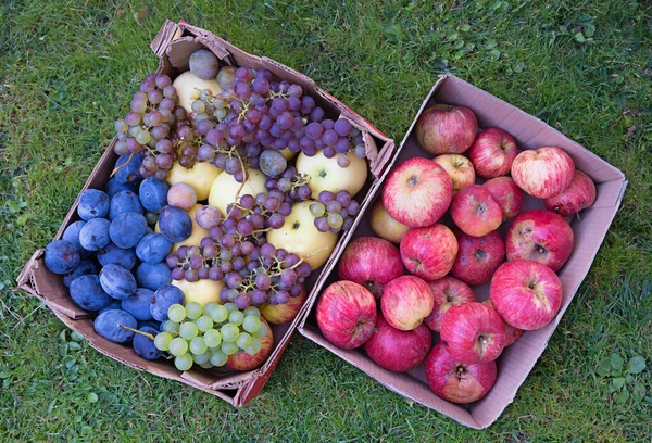 Twee Dozen Met Geplukt Fruit Uit Tuin Gazon Appels Pruimen — Stockfoto