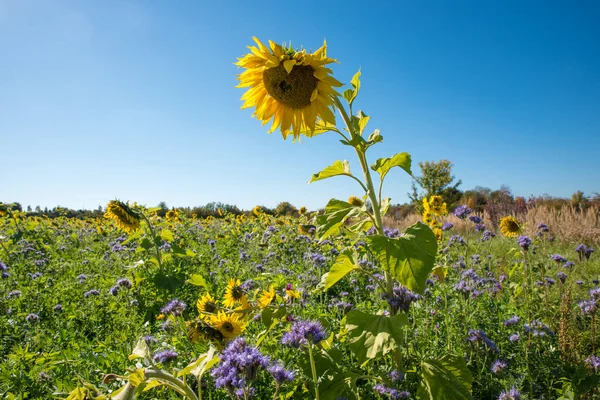 Krásná Plantáž Pro Hmyz Slunečnice Pole Phacelia Modré Nebe Kopírovacím — Stock fotografie