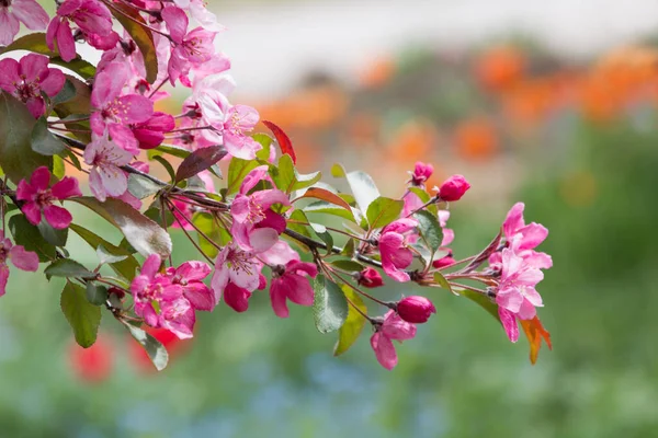 ピンクの花が咲くカニリンゴの枝を閉じて背景にぼやけた花を咲かせ — ストック写真