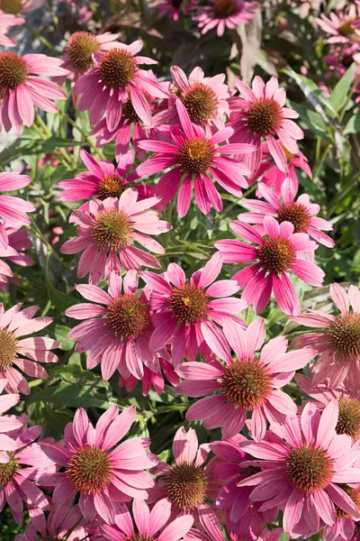 Blooming Echinacea Bush Pink Blossoms Vertical Shot — Stock Photo, Image