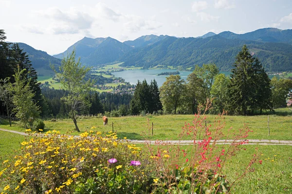 Widok Wzgórza Schliersberg Jeziora Schliersee Alpy Kwiaty Przodu Krajobraz Bawarski — Zdjęcie stockowe