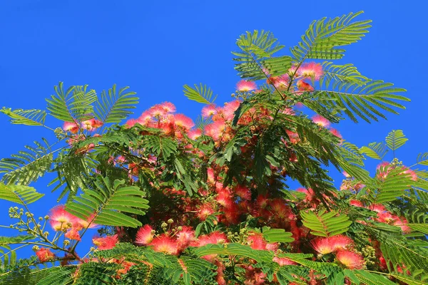 Seidenbaum Mit Roten Blüten Und Gefiederten Blättern Vor Blauem Himmel — Stockfoto
