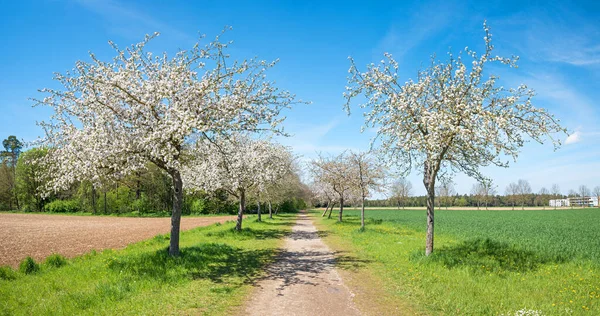 リンゴの木や歩道が咲く路地春景色の上のババリアが5月に — ストック写真