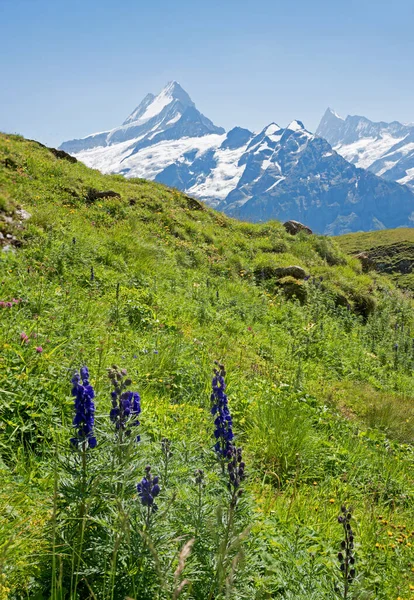 Alpin Äng Med Blå Munkshood Blommor Utsikt Över Schreckhorn Och — Stockfoto