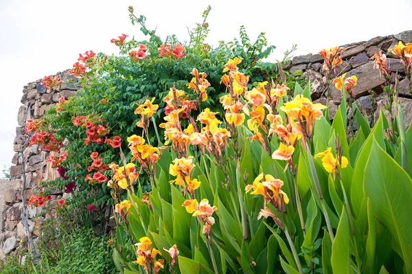 ชเมด เตอร เรเน Campsis Radicans Creeper และดอกไม Canna เหล โปรต — ภาพถ่ายสต็อก