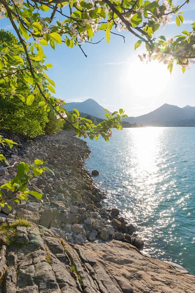 Spiaggia Rocciosa Lago Walchensee Sole Serale Vista Attraverso Rami Melo — Foto Stock