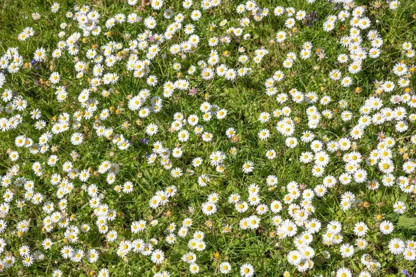 Tapete Flores Com Margaridas Florescendo Gramado Verde — Fotografia de Stock