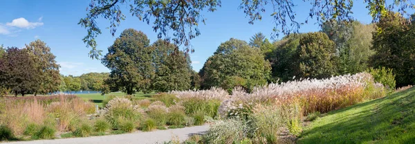 Walkway Westpark Munich Trough Plantation Pampas Grass Cortaderia Autumnal Sunny — Stock Photo, Image