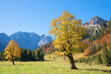 golden maple trees at Eng alm valley, karwendel alps in autumn. blue sky with copy space clipart