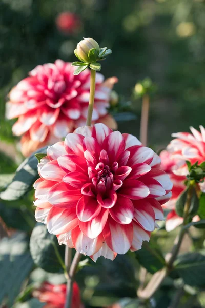 Dahlia Bloesem Rood Wit Gekleurd Selectieve Focus — Stockfoto