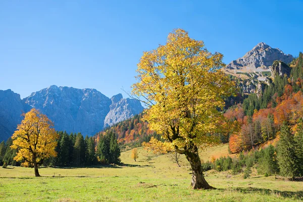 Goldene Ahornbäume Auf Der Enger Alm Karwendelalm Herbst Blauer Himmel — Stockfoto