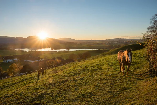 Sunset Scenery Lake Riegsee Pasture Horses Upper Bavarian Landscape Blue — Stock Photo, Image