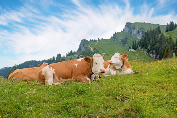 Dwie Śmieszne Krowy Alpejskiej Łące Górska Bawaria Brauneck Błękitne Niebo — Zdjęcie stockowe
