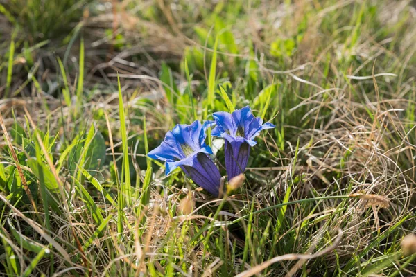 Närbild Två Blå Alpina Gentiana Blommor Gräset — Stockfoto