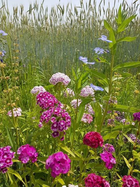 Bee Friendly Flower Plantation Edge Rye Field Corn Flowers Red — Stock Photo, Image