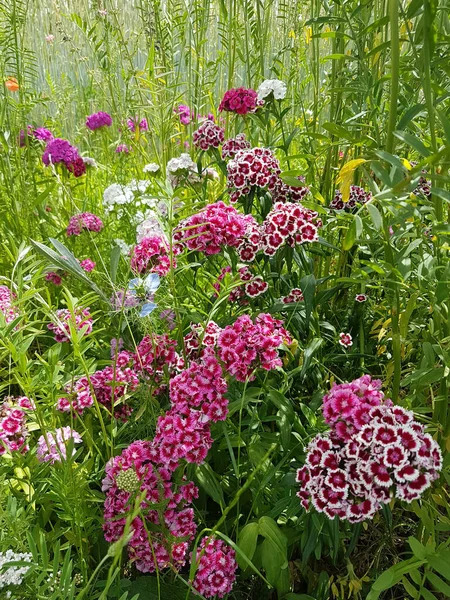 Bee Friendly Flower Plantation Edge Rye Field Dianthus Flowers — Stock Photo, Image
