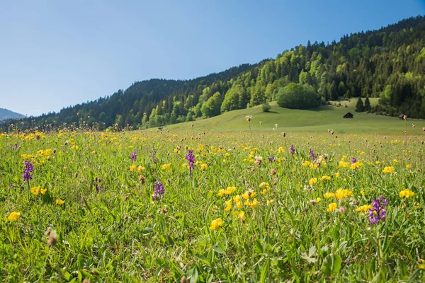 Łąka Różowymi Storczykami Bagiennymi Koniczyną Żółtą Alpejski Krajobraz Górna Bawaria — Zdjęcie stockowe