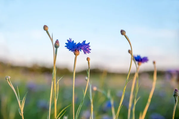 Blaue Blüten Und Knospen Vor Verschwommenem Feld Und Blauem Himmel — Stockfoto