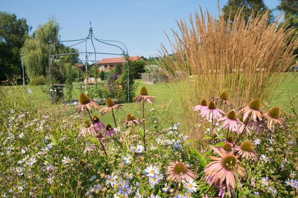 Echinacea Aster Flowers Spa Garden Schliersee Upper Bavaria — Stock Photo, Image