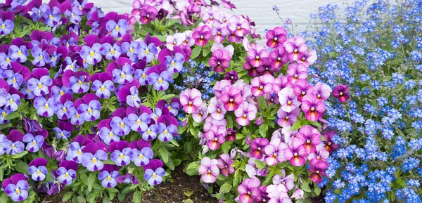 Canteiro Flores Colorido Com Violas Rosa Roxo Esquecer Não Flores — Fotografia de Stock