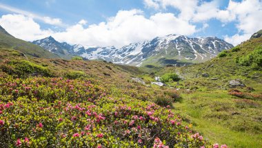 blooming alpine roses at Durrboden, end of Dischma valley, with view to Scaletta glacier mountains, swiss alps near Davos