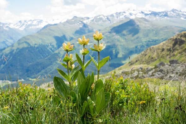 Spottet Yellow Gentian Alpine Landscape Gentiana Punctata Parsenn Mountain Switzerland — Stock Photo, Image