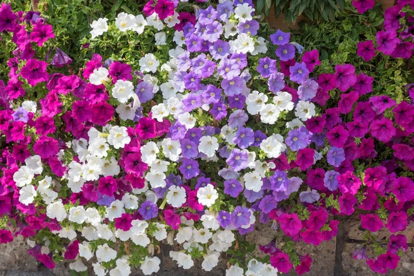 Mooie Decoratieve Bloempot Met Kleurrijke Petunia Aan Het Houten Hek — Stockfoto