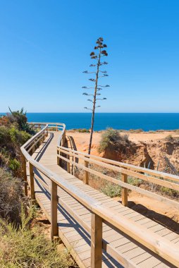Atlantik kıyısında tahta yol, Ponta da Piedade Lagos, Agave bitkisi ve mavi gökyüzü.