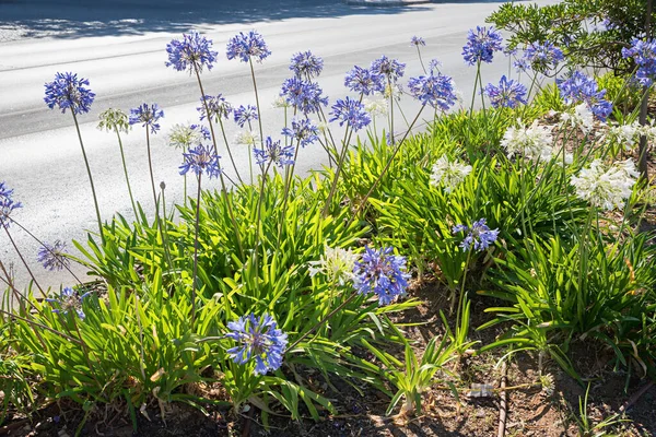 Agapanthus Plantas Perennes Borde Carretera Con Flores Azules Blancas — Foto de Stock