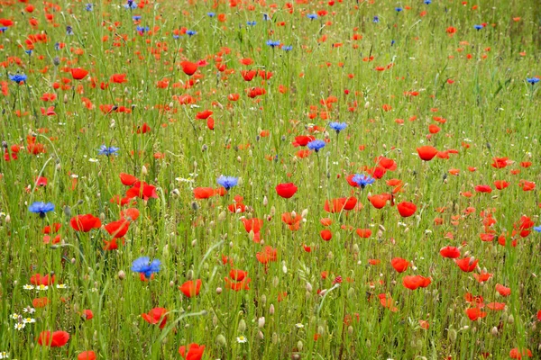 Φυσικό Floral Φόντο Κόκκινο Παπαρούνες Μπλε Μπουκάλι Και Χαμομήλι Λιβάδι — Φωτογραφία Αρχείου