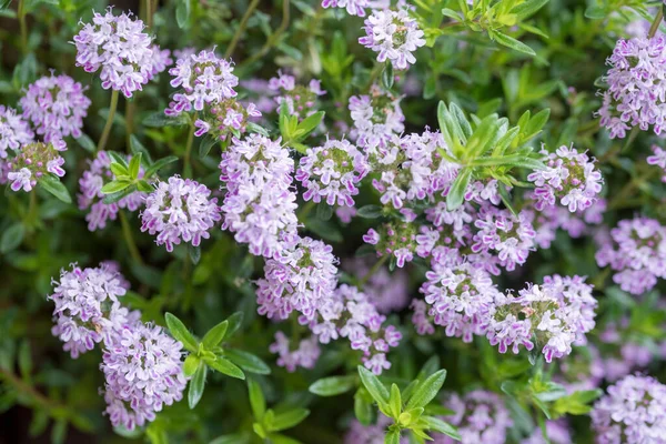 Closeup Light Purple Blooming Savory Culinary Herb Garden — Stock Photo, Image