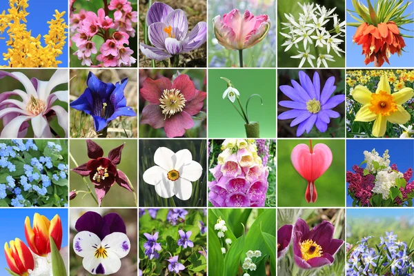 Collage - vårblommor — Stockfoto