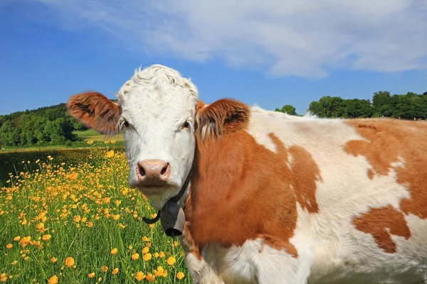 Beautiful buttercup meadow and cow — Stock Photo, Image