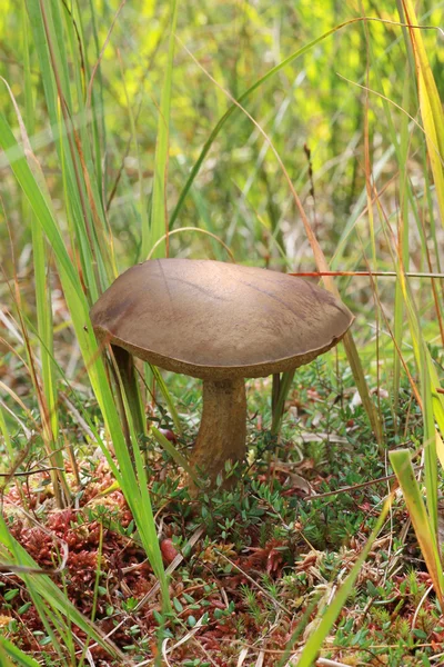 Boletus scaber in the swamp — Stock Photo, Image