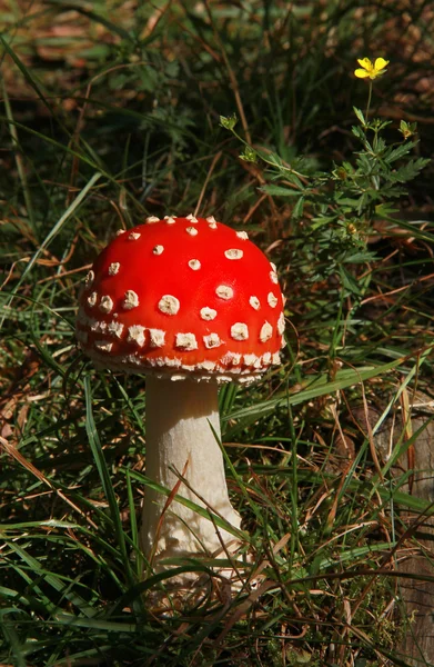 Poisonous fly agaric — Stock Photo, Image