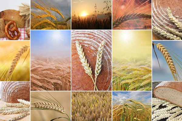 Collage - bread and ears — Stock Photo, Image