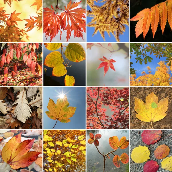 Collage - bunte Herbstblätter — Stockfoto