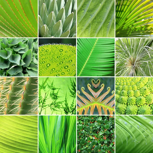 Collage - plantas verdes frescas —  Fotos de Stock