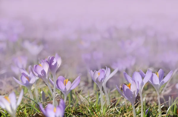 Krokuswiese im Frühling — Stockfoto