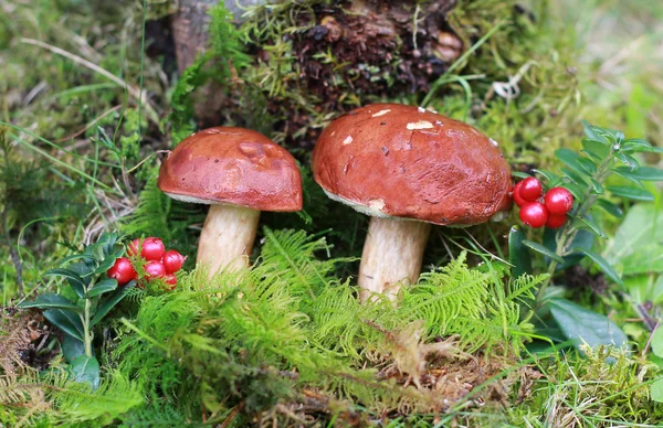 Two yellow boletus and lingonberries — Stock Photo, Image