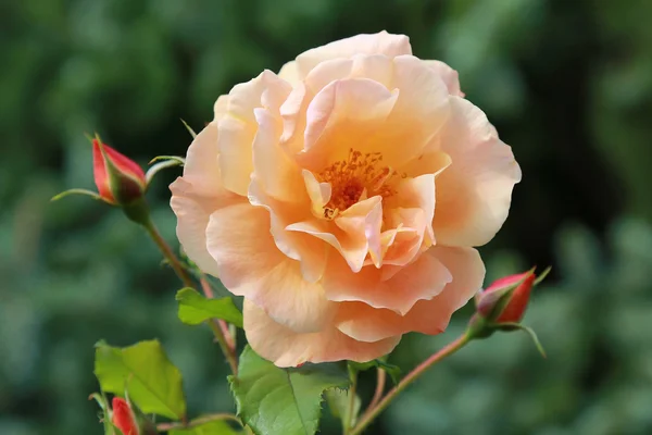 Fiore di rosa di colore arancione — Foto Stock