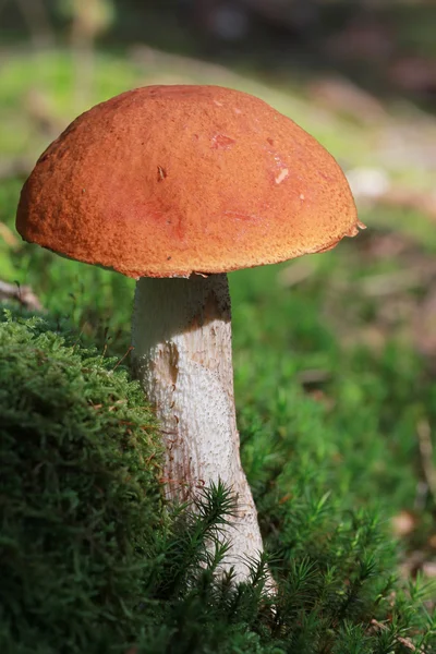 One orange-cap boletus in the moss — Stock Photo, Image
