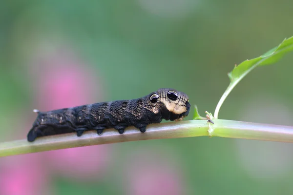 Polilla eruca negra — Foto de Stock