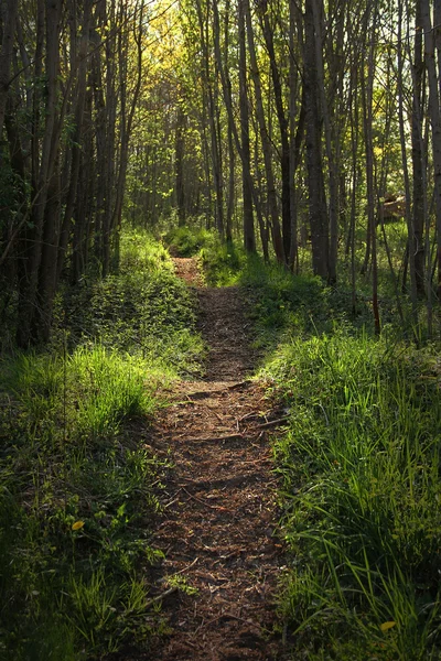 Magische bridleway in het bos — Stockfoto