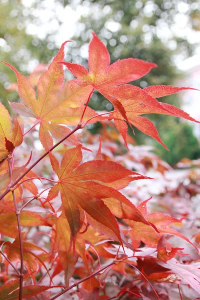 Hintergrund von Ahornzweigen in herbstlichen Farben — Stockfoto