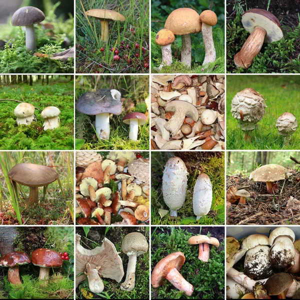 Collection of wild edible mushrooms — Stock Photo, Image