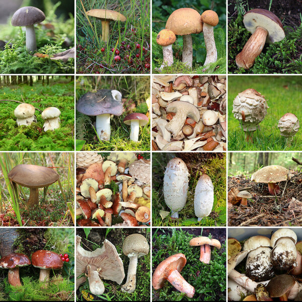 collection of wild edible mushrooms 