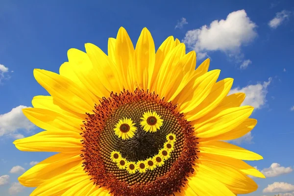 Bright sunflower with smiling face — Stock Photo, Image