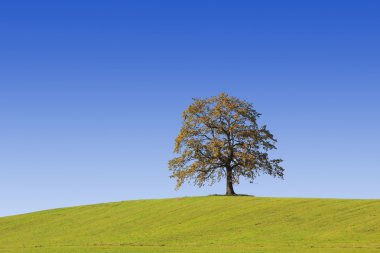 tepede yalnız sonbahar meşe ağacı